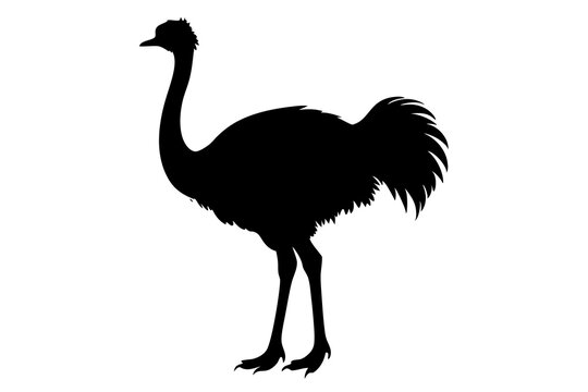 recommend clip art: Ostrich silhouette vector, ostrich emu bird vector illustration
                    