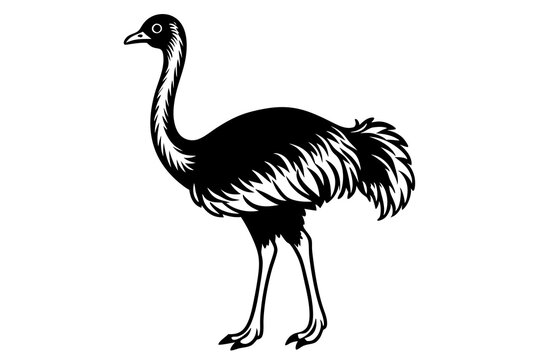recommend clip art: Ostrich silhouette vector, ostrich emu bird vector illustration
                    