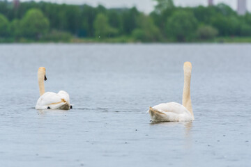 Two Graceful white Swans swimming in the lake, swans in the wild