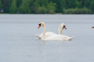 Fototapeta premium Three graceful white swans swims in the lake, swans in the wild.