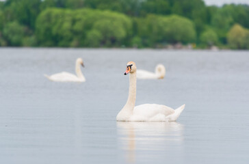 Three graceful white swans swims in the lake, swans in the wild.