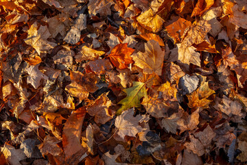Dry Maple leaves on the ground during late time.