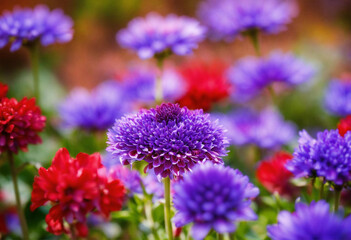 Fototapeta premium flowers in a garden