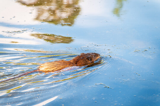 Muskrat, Ondatra zibethicuseats swiming at the surface of the lake water.