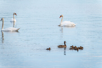 A family of ducks, a duck and its little ducklings are swimming in the water. The duck takes care of its newborn ducklings. Mallard, lat. Anas platyrhynchos
