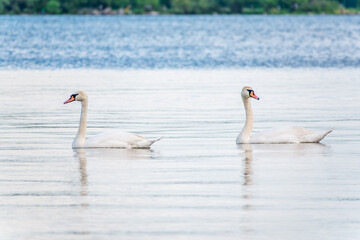 Two Graceful white Swans swimming in the lake, swans in the wild