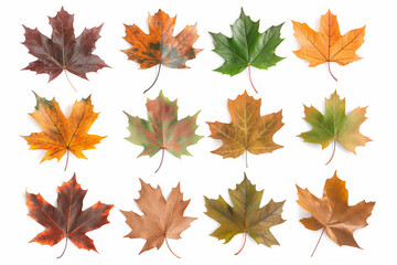 Autumn yellow and faded maple leaves collection isolated on white background