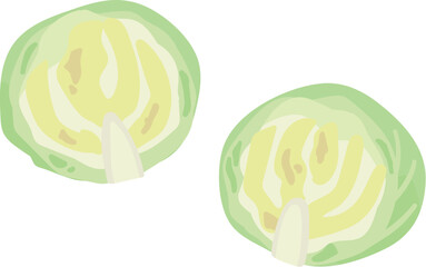 キャベツの断面