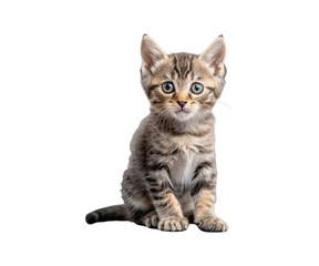 A cute young Scottish Fold kitten with short fur sitting isolated on a white background looking adorable and playful