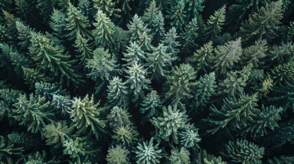 Top-down view of the canopy of a dense coniferous forest, with a rich green color palette, showing the varied textures and patterns of the tree tops.