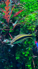 SUMIDA AQUARIUM