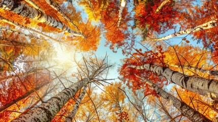 View from the ground looking up at tall deciduous trees with vibrant autumn leaves in shades of orange, red, and yellow.