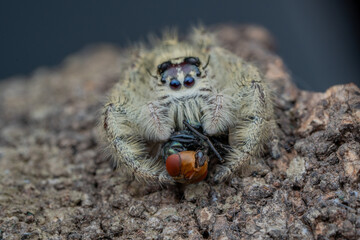close up of a spider and prey