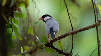 black and white bird