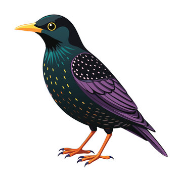 recommend clip art: Illustration of European starling Isolated