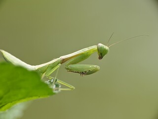 praying mantis on a leaf with a blurred background
