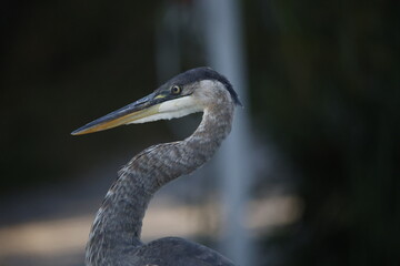 heron head