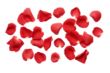 Beautiful red rose petals with transparent background, high-quality PNG format for floral design projects, romantic themes, and elegant decor