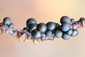 Lamproderma spinulosporum, a nivicolous slime mold from Finland, no common English name
