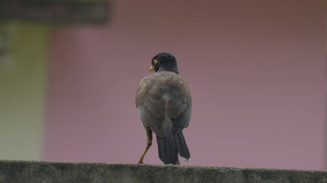 The mynas birds, fauna, colorful, white, avian, background, environment, outdoor, green, branch, beak, close up, natural, wild, black, nature, birdwatching, wing, starling, tropical