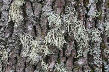 Evernia prunastri, also known as oakmoss, a beautiful lichen used widely in perfume industry as a...
