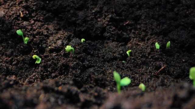 A Visual Odyssey: Time-Lapse Exploration of Plant Evolution and Growth, Showcasing Nature's Endless Cycle of Life. High quality 4k footage