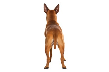Back view of a dog isolated on white background in PNG format for transparent background applications