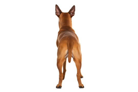 Back view of a dog isolated on white background in PNG format for transparent background applications