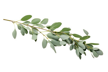 Eucalyptus branch with lush green leaves on transparent PNG background for digital art and nature design projects