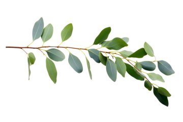 High-quality eucalyptus branch PNG image with white background for botanical and nature-themed design projects