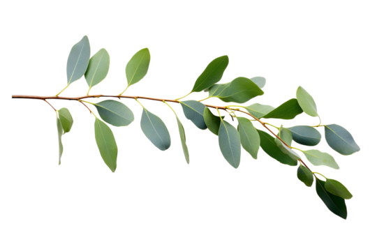 High-quality eucalyptus branch PNG image with white background for botanical and nature-themed design projects