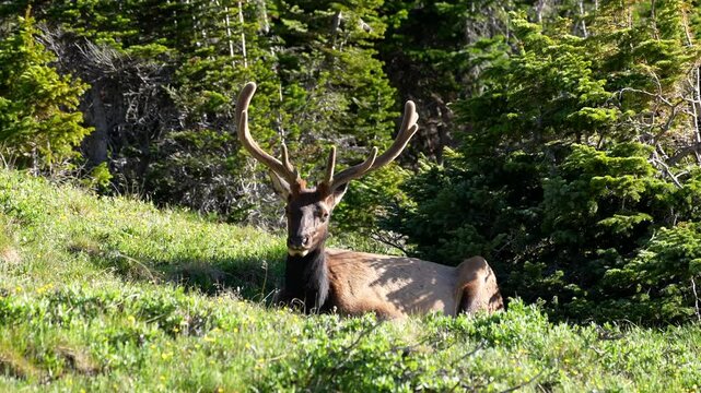 elk with big rack chews cud while lounging