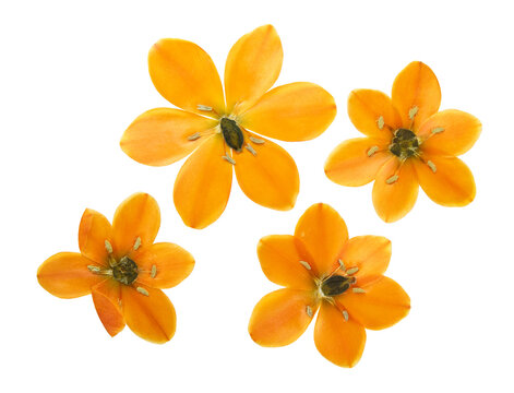 Pressed and dried flower ixia or corn lily, isolated on white background. For use in scrapbooking, floristry or herbarium.
