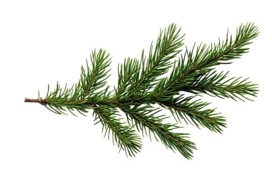 Fir branch with snow, top view PNG style, transparent background, perfect for winter and holiday design projects - Powered by Adobe