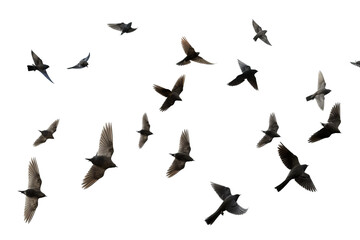 Flock of birds in flight on transparent background for easy decorating projects, PNG style with white background