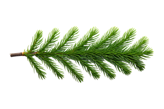 Fir branch with snow, top view PNG style, transparent background, perfect for winter and holiday design projects