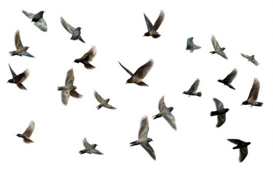 Flock of birds in flight on transparent background for easy decorating projects, PNG style with white background