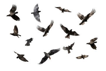 Fototapeta premium Flock of birds in flight on transparent background for easy decorating projects, PNG style with white background