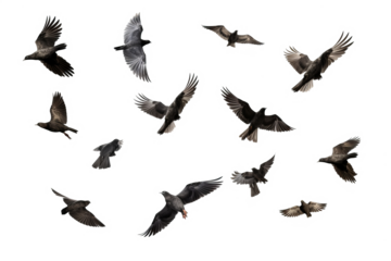 Flock of birds in flight on transparent background for easy decorating projects, PNG style with white background