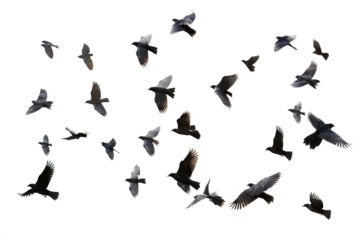 Flock of birds in flight with transparent background for easy decoration projects in PNG style