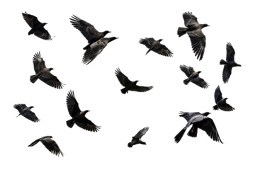 Flock of birds in flight with transparent background for easy decoration projects in PNG style