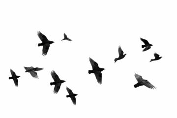 Flock of birds in flight with transparent background for easy decoration projects in PNG style