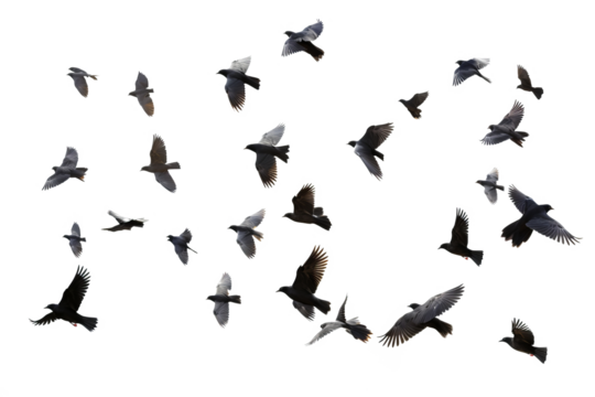Flock of birds in flight with transparent background for easy decoration projects in PNG style - Powered by Adobe