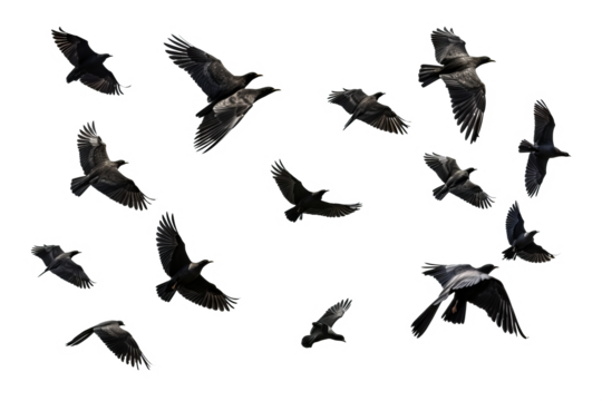 Flock of birds in flight with transparent background for easy decoration projects in PNG style