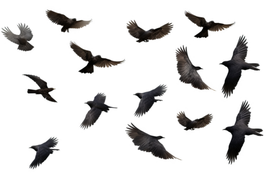 Flock of birds in flight with transparent background for easy decoration projects in PNG style