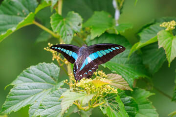 花の間を飛び回る美しいアオスジアゲハ（アゲハチョウ科）。
日本国静岡県伊豆半島賀茂郡南伊豆町妻良。
2024年6月撮影。
A beautiful Common Bluebottle (Graphium sarpedon, swallowtail butterfly) flitting among the flowers.

