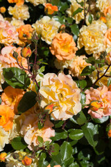 Yellow roses in the summer garden. Close-up. Nature background.