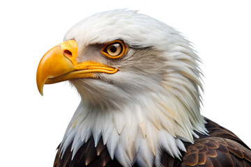 Obraz premium Bald Eagle isolated on a translucent background