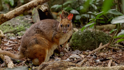 close view of a female red-legged pademelon at a rainforest