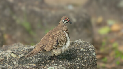 spinifex pigeon on a rock at granite gorge